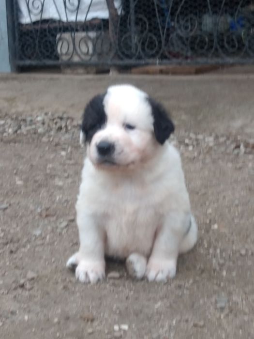 Ciobanesc de Asia Centrala