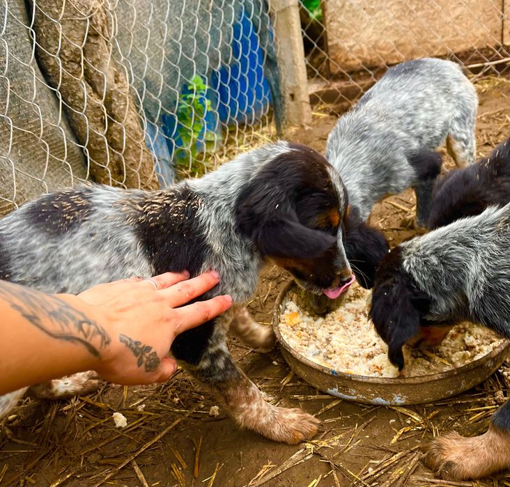 ПОДАРЯВАМ  малки кученца Епаньол Бретон