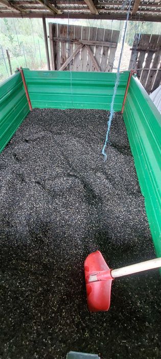 Floarea soarelui 2025
