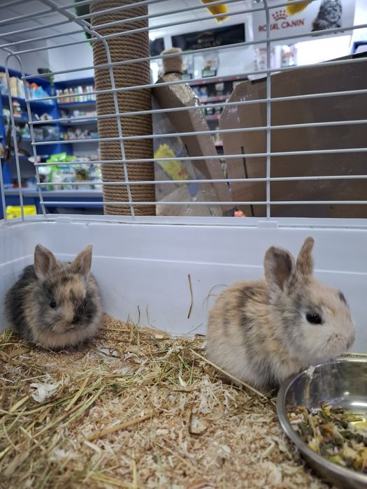 Кролики декоративные