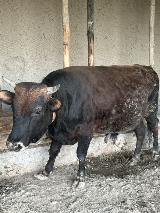 Бука таййор 1000% соглом