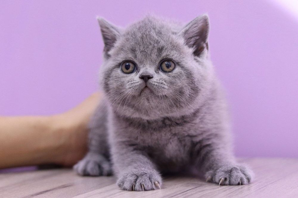 Продаются британские котята