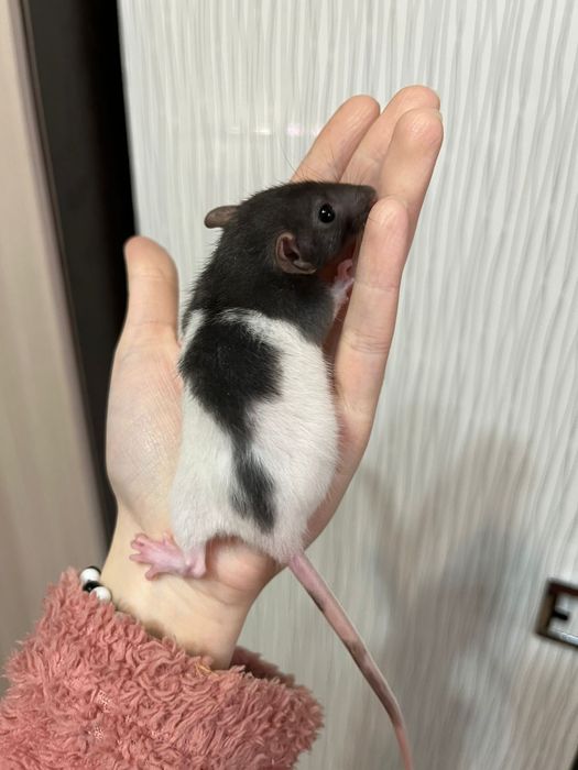 Крысы малыши (крысята,крыса)