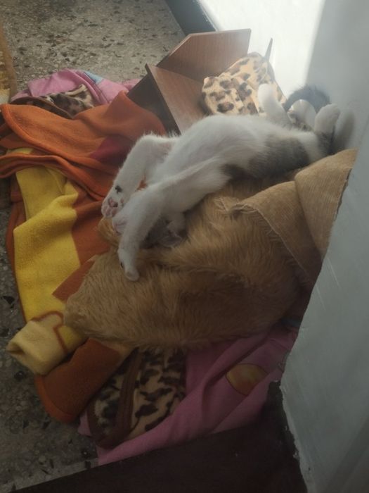 Коте порода Любов