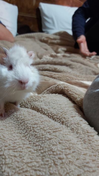 Продам морскую свинку