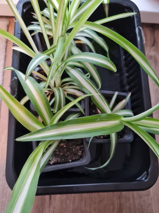 Planta păianjen/Spiderplant pui