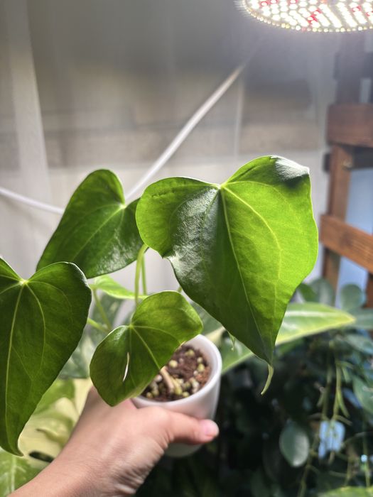 Антуриум Дельта Форс