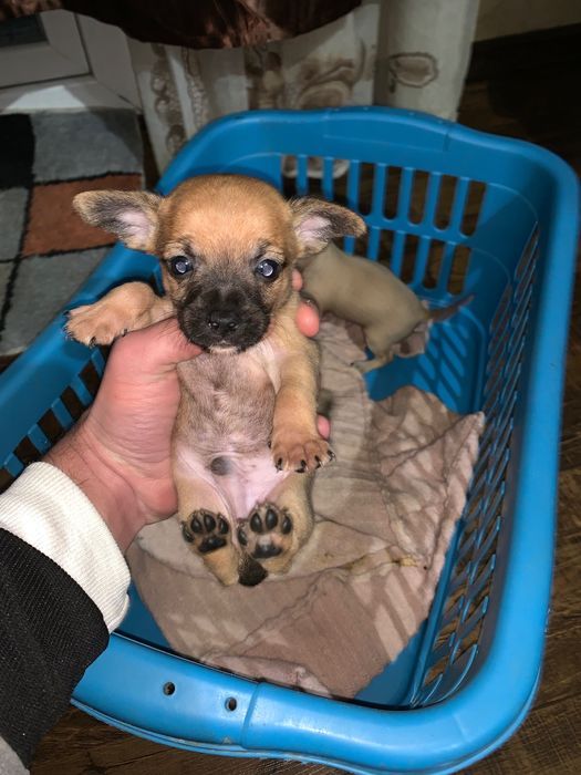 Пясъчни Мини Пинчери