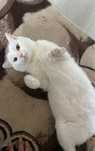 Отдам милого кота