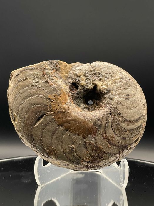 Фосил Гигантски Гониатит (104 мм): Неполиран, естествен екземпляр