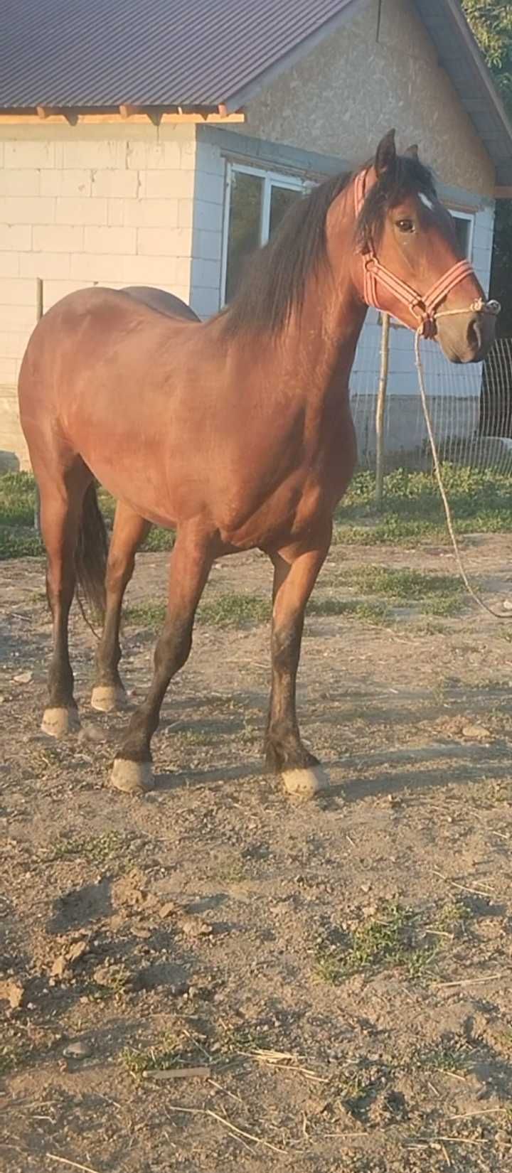 Vând mânz 2 ani și 3 ani castrați învățați
