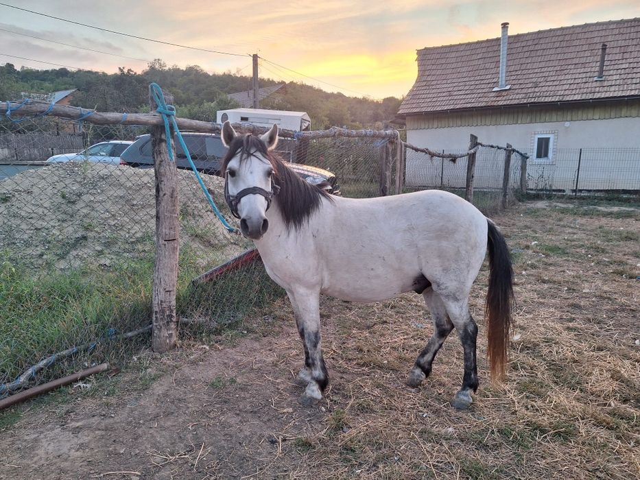 Ponei castrat...