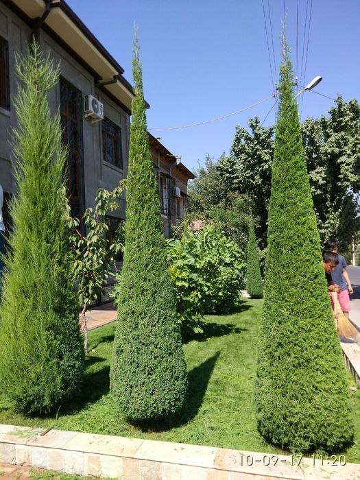 Archa kesish, va Gazon ekish