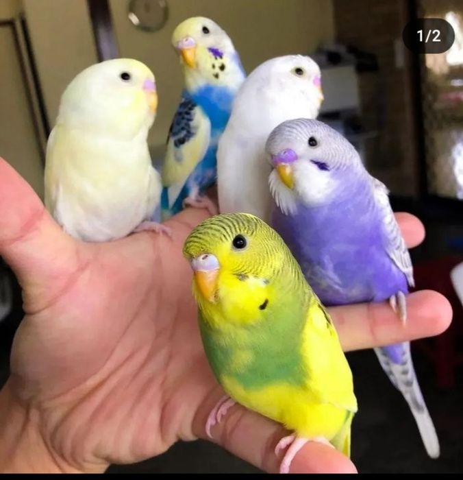 Продам попугай попугай