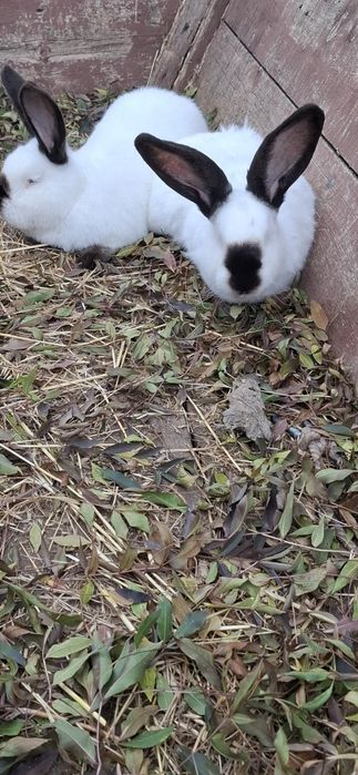 Vând iepuri uriași de Transilvania