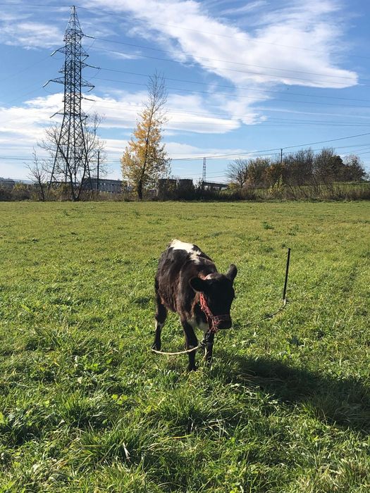 Vând vitica de 4 luni