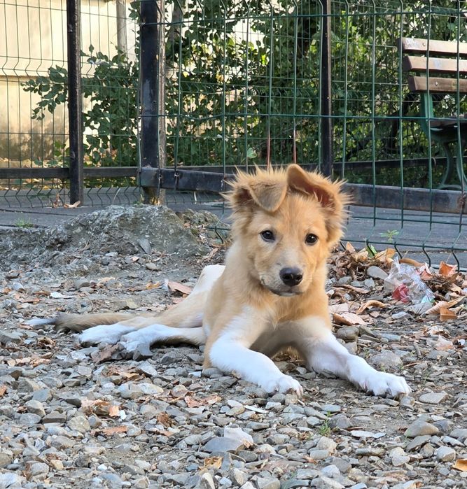 Cățelușă tânără caută adopție