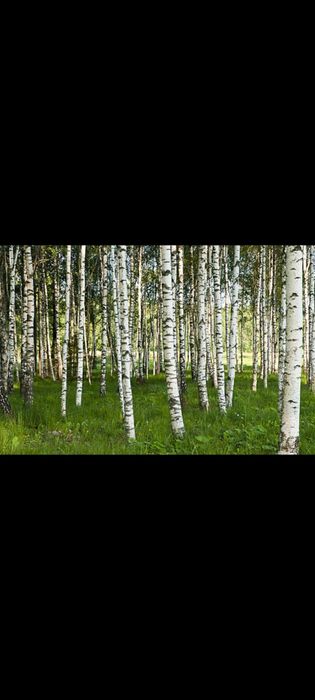 Tei, mestecan, platan,Frasin,plop,stejar,paltin,fag,artar