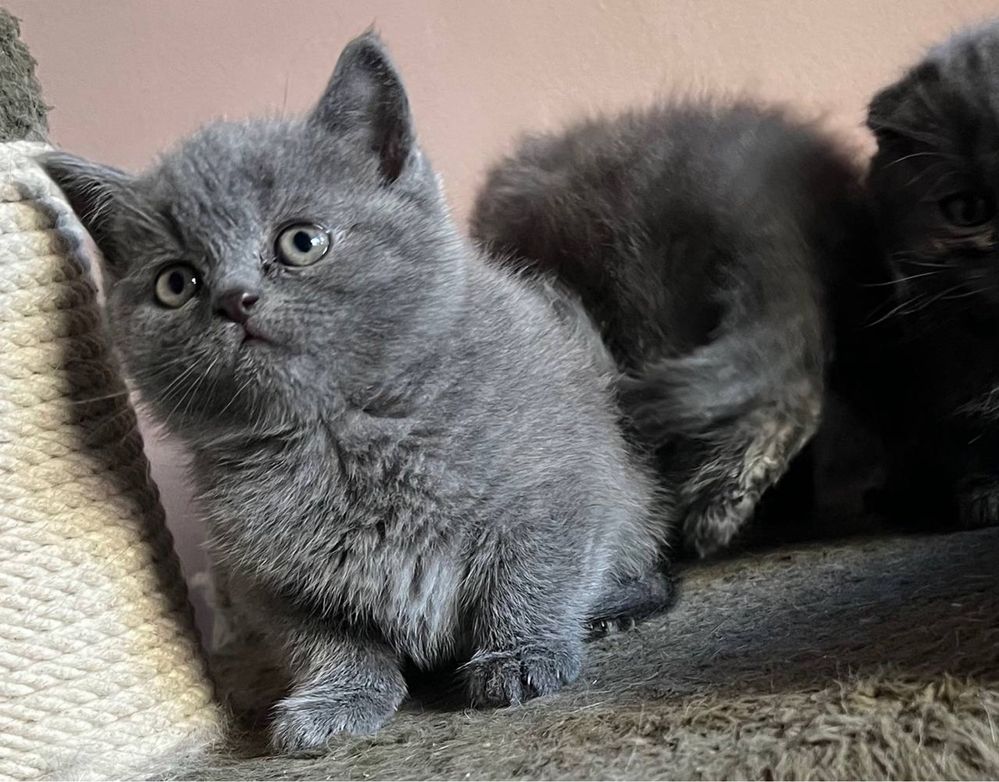 Скоттиш фолды и страйт