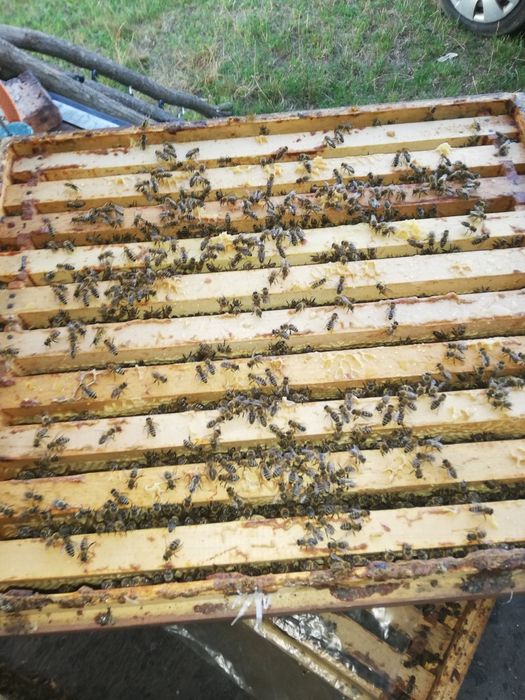 Miere de salcâm, tei sau poliflora