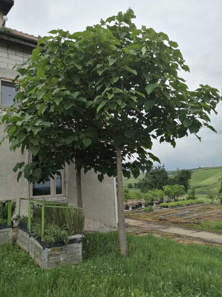 Comercializăm arbori de Paulownia, maturi cu rădăcini bine dezvoltate