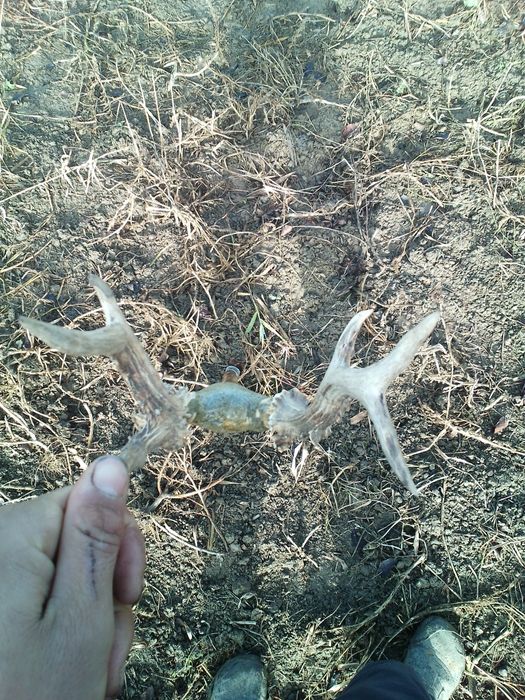 Baston ciomag bâtă toiag