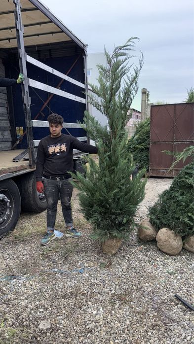 Leylandii tuia pin mestecan tei