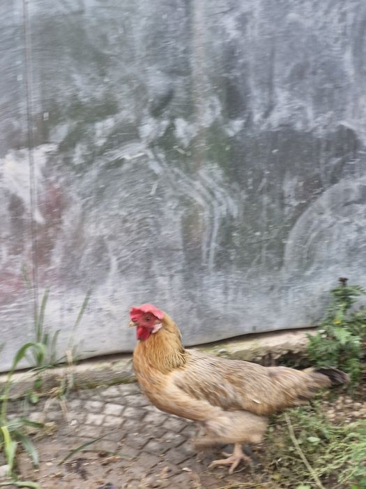 Vând găini rasa italiana