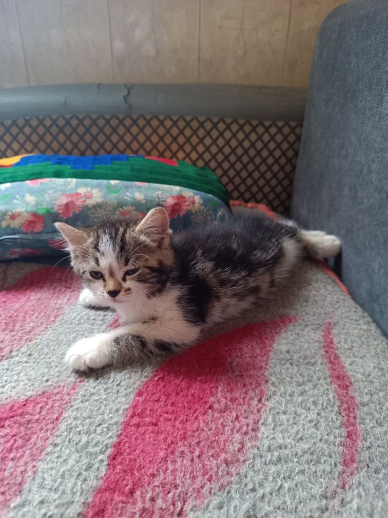 Отдаем котенка в добрые руки