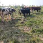 Vând 5 taurasi nu vând separat preț 21000