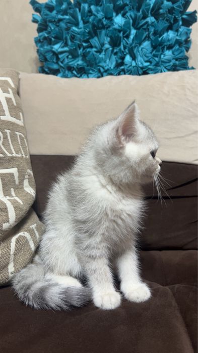 Британска чистокръвна сребърна чинчила