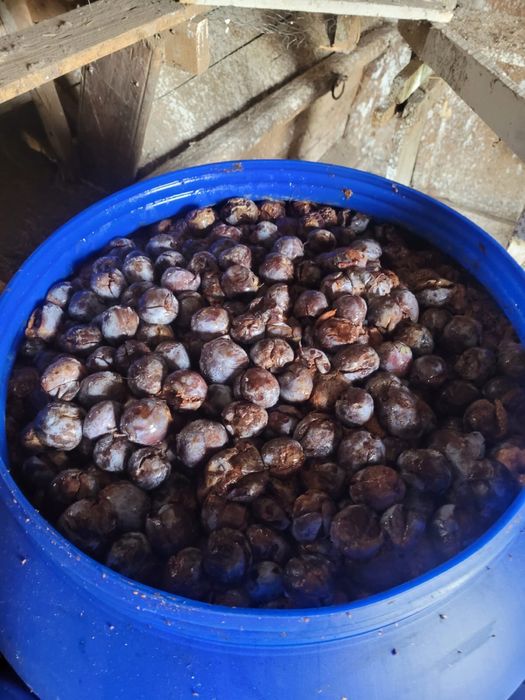 Prune pentru țuică