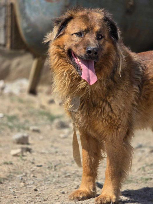 Qoʻriqchi it kinologiyada tarbiyalangan