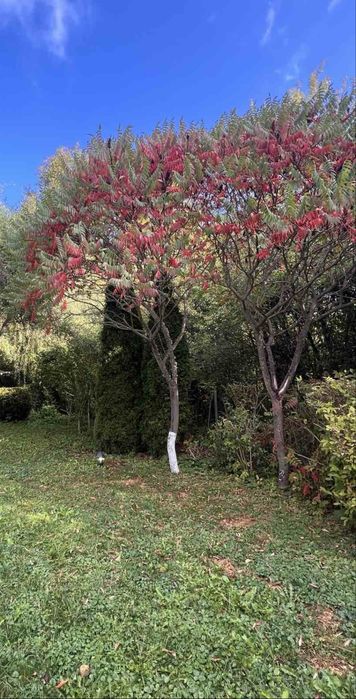 Продава рустифина 1.80 м