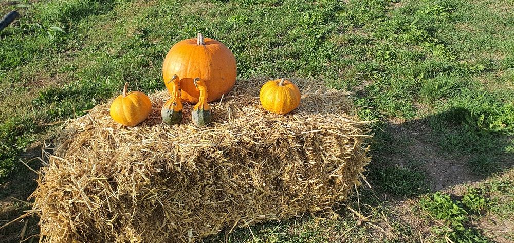 Baloti de paie , dovleci de Halloween, bostani , dovleac , paie