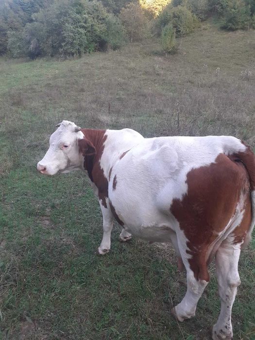 Vand vaca gestantă