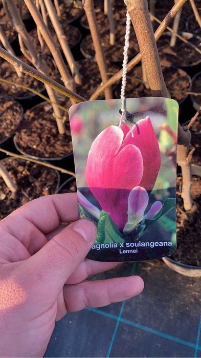 Magnolie-plante de ornament și pomi fructiferi