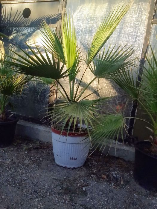 Палми Вашингтония