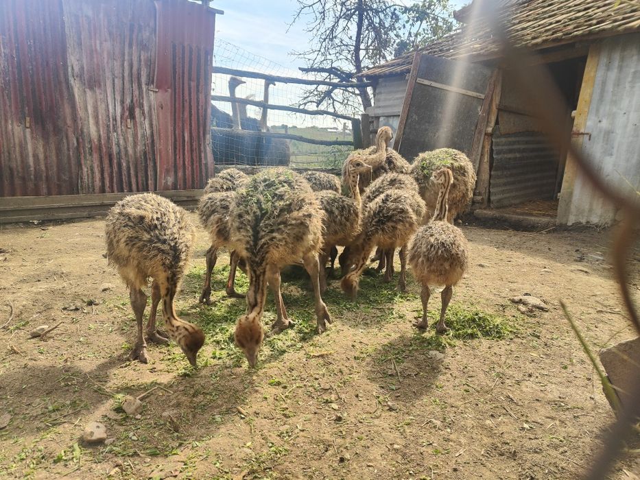 Vând pui de struți