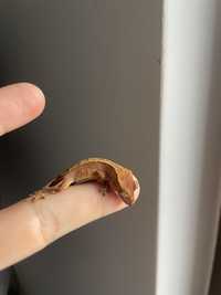 Crested Gecko pui