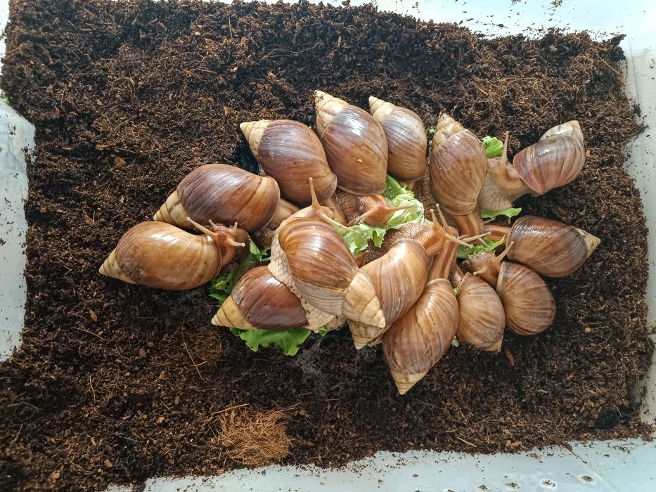 Улитки . Косметологические.