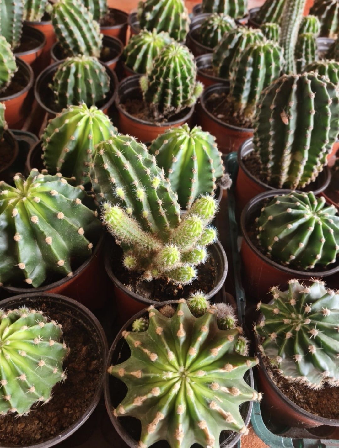Cactus echinopsis