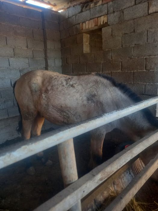 1,5 жастан аскан семиз тай сатылады