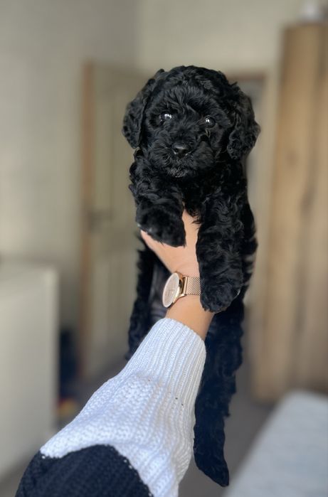 Пудел мини / Poodle