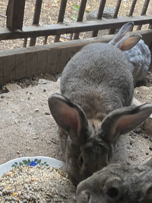 Улкен кояндар сатылады