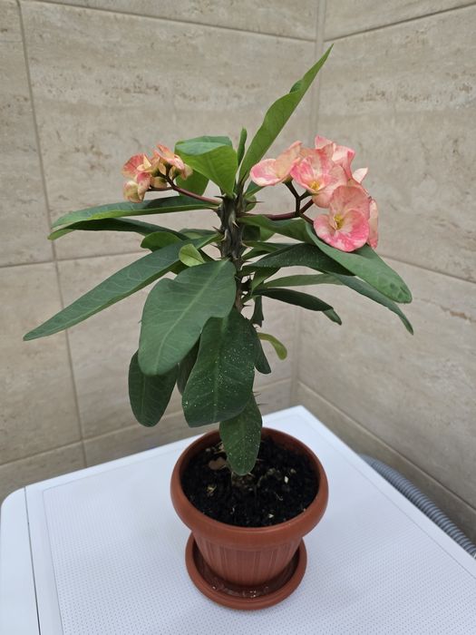 Цветущий красивый малочай!