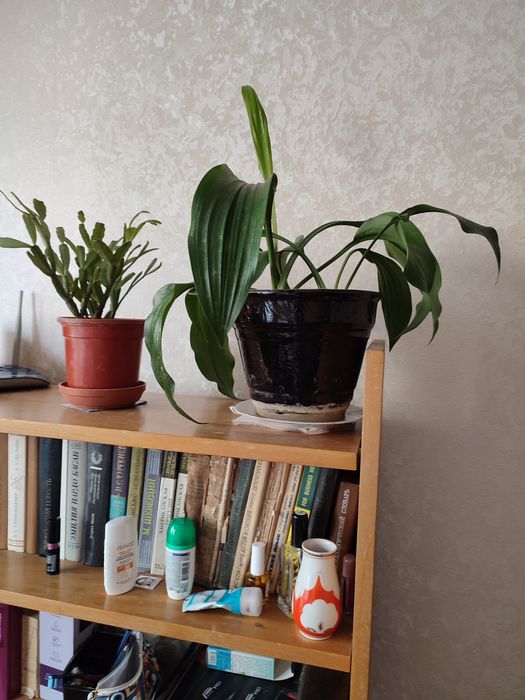 Продаю не дорого цветы разные