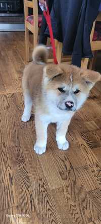 Catei rasa Akita Inu