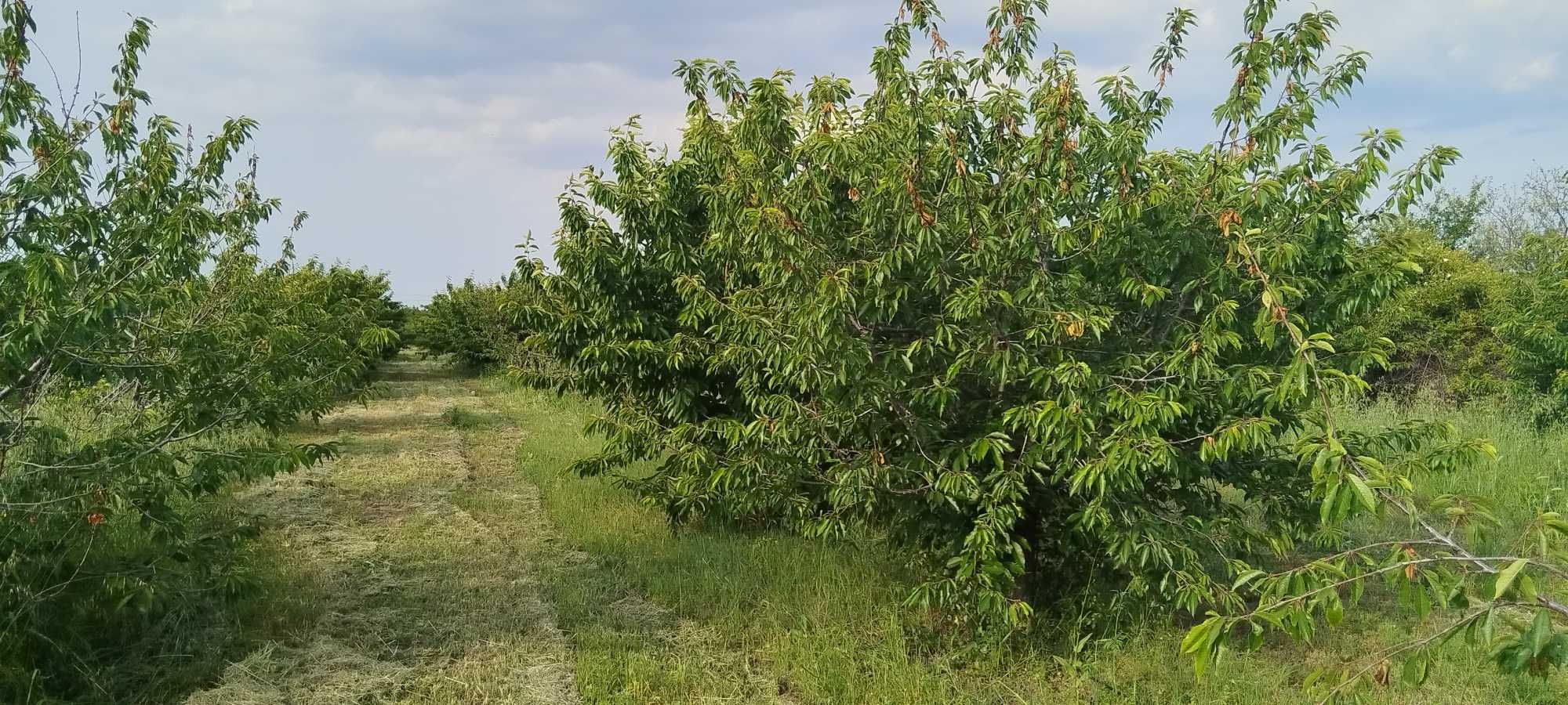 Овощна  градина - череши