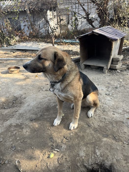 Otdadim v horoshie ruki s otslejivaniem